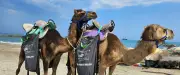À Frontignan, des dromadaires patrouillent pour nettoyer la plage