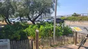 Frontignan : des vignes poussent à l'ombre des pins sur la plage