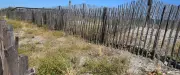 Frontignan : un projet citoyen végétalise la dune du lido avec succès