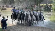 Fête d'Aimargues : victoire de la jeunesse et engasado du Vidourle