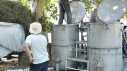 Fête de la lavande à Vézénobres : distillation de lavandin en public