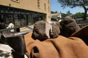 Fête de la truffe d'été à Aups : animations et marché de producteurs
