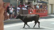 Fête des traditions camarguaises à Baillargues du 25 au 29 juillet 2026