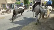 Fête à Saint-Hilaire-d'Ozilhan : abrivado, aqua-gym et musique au programme