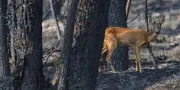 Gironde : incendie stabilisé, reprise fixée à Fontainebleau