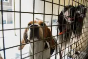 Gironde : sauvetage difficile des animaux domestiques dans les zones évacuées