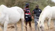 Golo et Ritchie : des vacances hilarantes en Camargue
