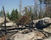 Géologie de Fontainebleau : la forêt plus vulnérable aux incendies