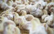 Grippe aviaire en Australie : la souche H5 se propage localement