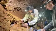 Grotte Saint-Marcel : dater les peintures préhistoriques