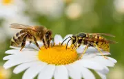 Guêpes vs abeilles : pourquoi les guêpes sont injustement détestées