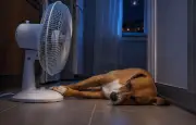 Halètement nocturne du chien : signe d'alerte à ne pas ignorer