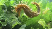 Herbiers de Thau : 10 ans de mobilisation unique pour préserver ces forêts sous-marines