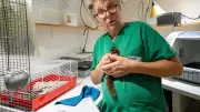 Hôpital faune sauvage Laroque saturé après canicule