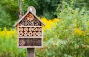 Hôtels à insectes : un refuge écologique qui profite surtout à certaines espèces