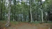 Hêtre : le Parc du Haut-Languedoc lance un projet structurant