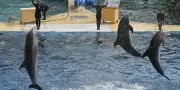 Huit dauphins de Marineland transférés en Espagne