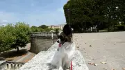 Illusion d'optique au Peyrou : des chiens chutent de 7 mètres à Montpellier