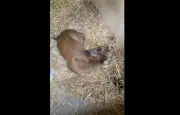 Incendie de Fontainebleau : la mobilisation pour les animaux peut être dangereuse