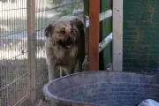 Incendie de Pontevès : un élan de solidarité pour sauver une trentaine de chiens