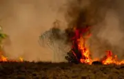 Incendie dévaste 300 hectares dans le Maine-et-Loire, deux maisons détruites