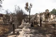 Incendie en Gironde : après les flammes, l'angoisse d'une crise durable