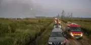 Incendie en Gironde : couper des arbres pour sauver la forêt