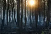 Incendie en Gironde stabilisé après une nuit calme, 6 800 hectares brûlés