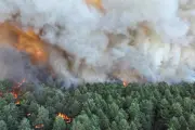 Incendie exceptionnel dans la forêt de Fontainebleau, 800 hectares brûlés