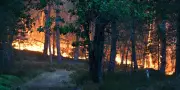 Incendie exceptionnel en forêt de Fontainebleau : 650 hectares brûlés