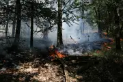 Incendie à Fontainebleau : ce que l'on sait du feu qui a ravagé la forêt
