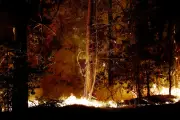 Incendie à Fontainebleau : un feu historique mais pas nouveau