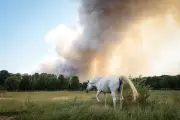 Incendie inédit à Fontainebleau : 3e plus gros feu dans le nord depuis 2006