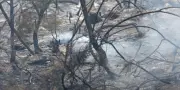 Incendies à Biscarrosse : les propriétaires racontent l'évasion de leurs chevaux