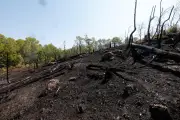 Incendies dans le Var : la Fondation du patrimoine lance une collecte pour restaurer les forêts