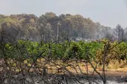 Incendies dans le Var : les fumées menacent les vignobles
