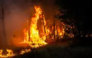 Incendies dans les Landes : la filière bois mobilisée pour sauver le maximum de bois