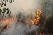 Incendies de forêt : le gouvernement annonce un grand plan d'investissement