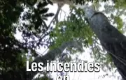 Incendies en Amazonie : baisse historique en 2025, un tournant pour la forêt