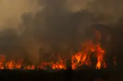 Incendies en Gironde : la fumée menace la qualité du vin