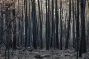 Incendies en Gironde : le feu est contenu, situation stable