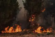 Incendies en Gironde : « On a du mal à croire que ça recommence »