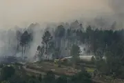 Incendies en Gironde : un lourd bilan pour la recherche scientifique