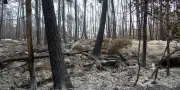 Incendies à Fontainebleau : deux ouvriers mis en examen