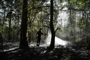 Incendies à Fontainebleau : un feu aux caractéristiques presque méditerranéennes