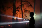 Incendies : l'accessibilité, talon d'Achille du massif de Fontainebleau