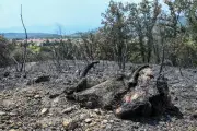 Incendies : une association demande l'interdiction de la chasse dans les zones brûlées