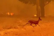 Incendies : évacuation chaotique, des animaux en robe et claquettes