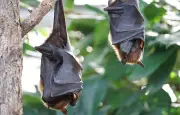 Invasion de 400 chauves-souris : le cauchemar d'une famille à Meyzieu
