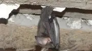 Inventaire des chauves-souris en Lodévois Larzac par le CPIE